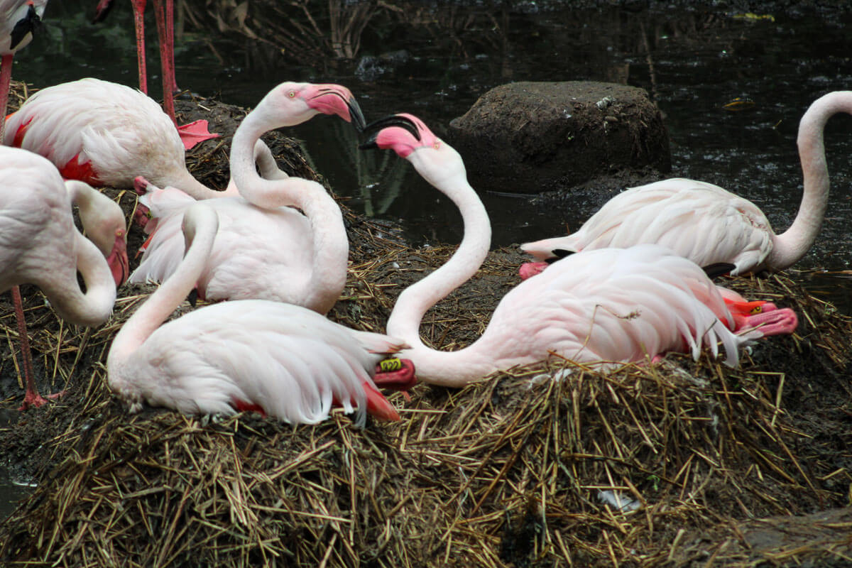 Flamingoes photographed by Grace Kotze as a reference image for her painting